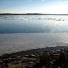 Geese on Ice