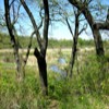 Lodi Marsh