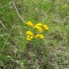 Hoary Puccoon