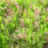 Prairie Smoke