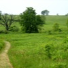 Trees and Fields